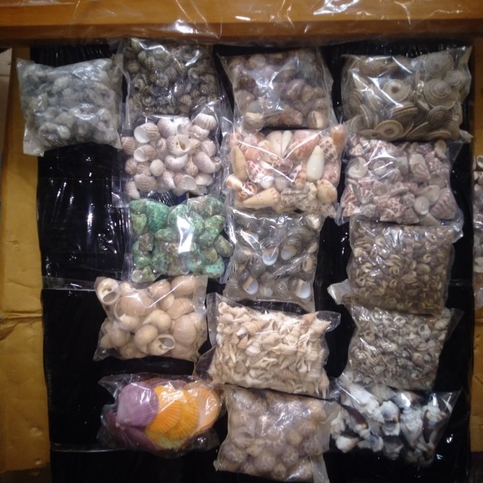 Jual MACAM MACAM KERANG UNTUK HIASAN | Shopee Indonesia