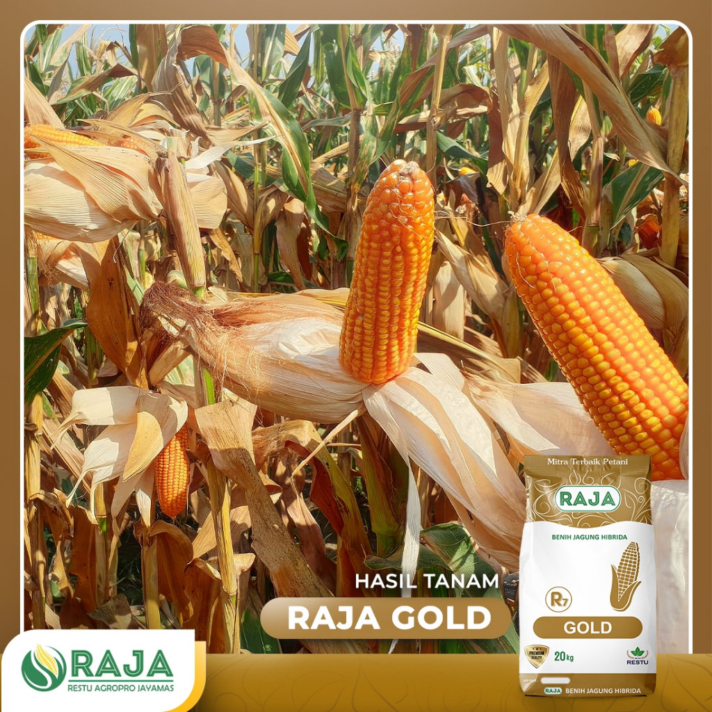 Jual Benih Jagung Hibrida RAJA R7 Gold - 20kg Sack | Shopee Indonesia