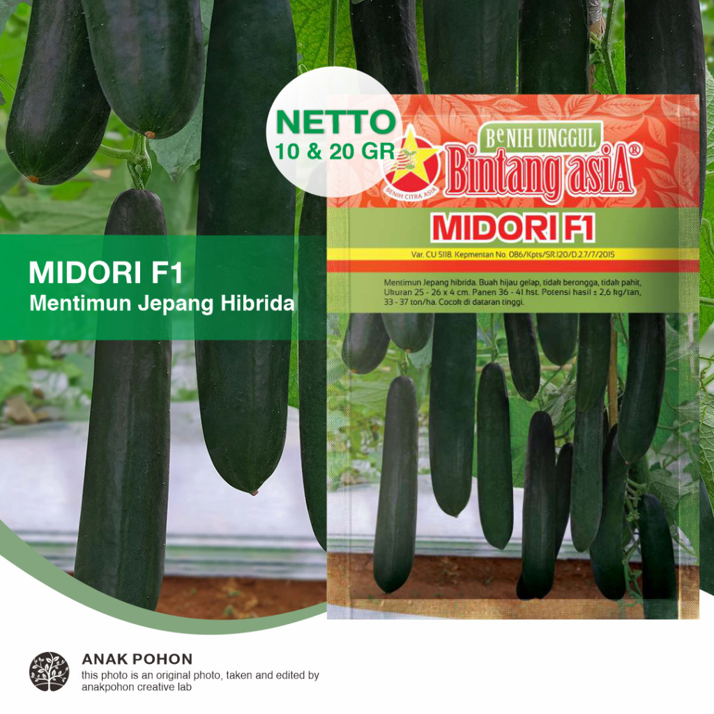 Jual (1 PACK) Benih Mentimun Jepang MIDORI F1 Timun Kyuri Japanese ...