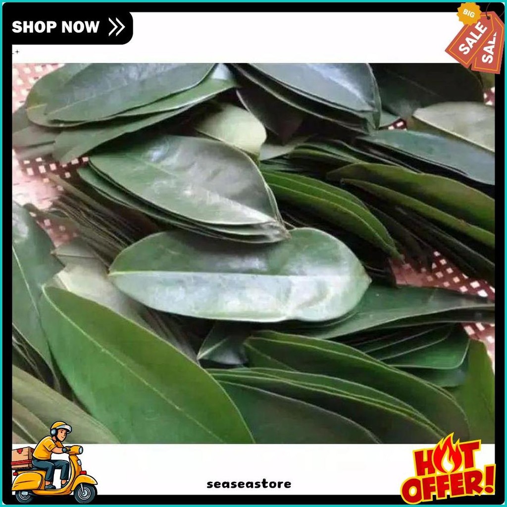 Jual Daun Sirsak Lembar Anti Kanker Anti Tumor Masih Segar Fresh Lagi Diskon Shopee