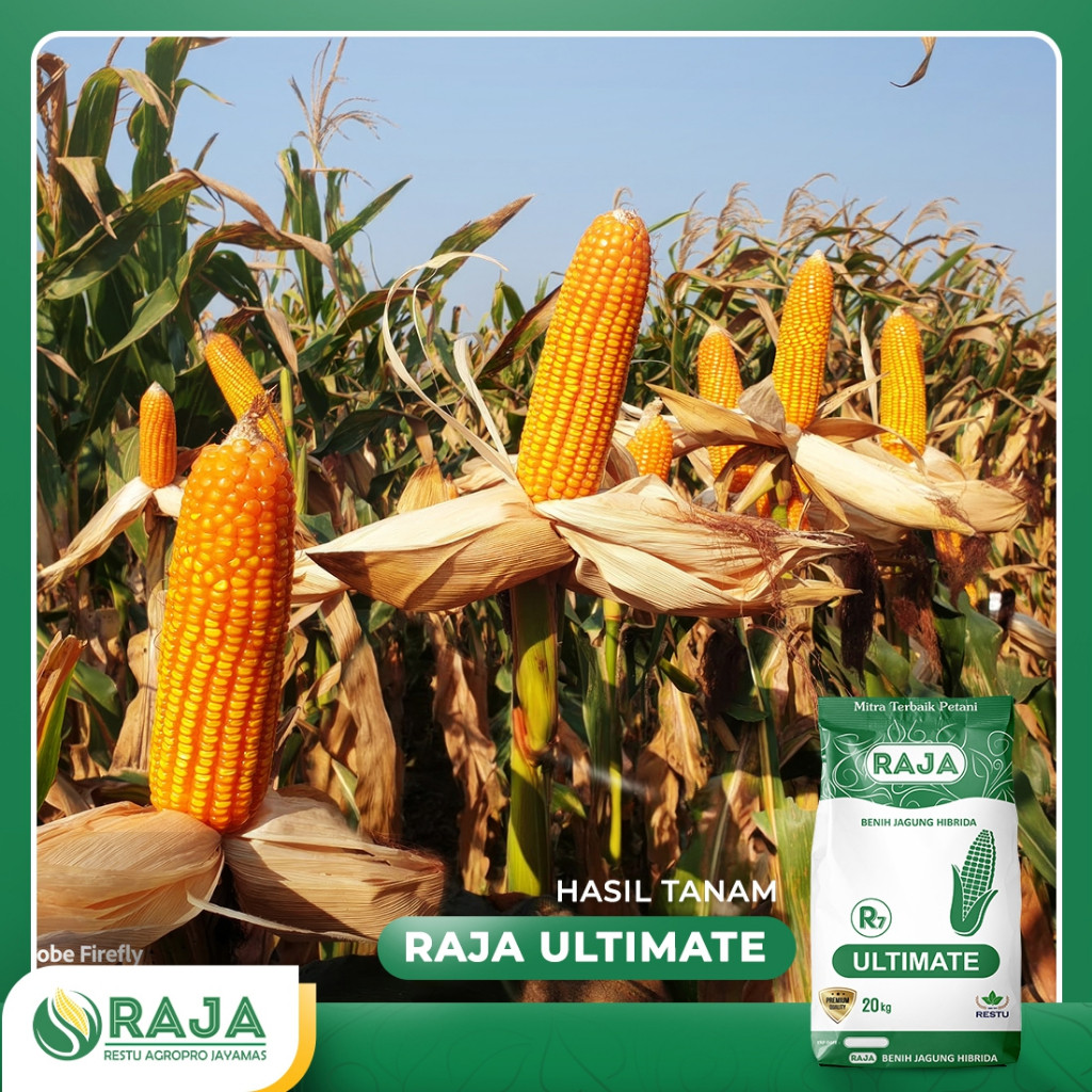 Jual Benih Jagung RAJA R7 Ultimate - 20kg Kemasan Sack | Shopee Indonesia