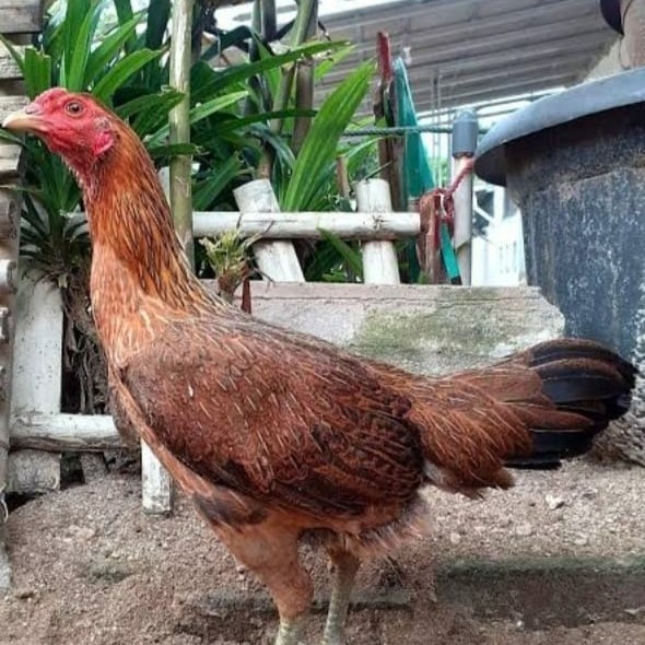 Jual indukan ayam betina kampung LIMITED EDITION | Shopee Indonesia