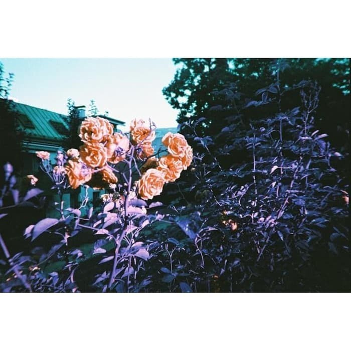 Jual Lomography Simple Use Lomochrome Pule - Disposable Camera | Shopee ...