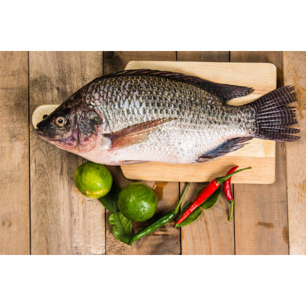Jual Ikan kakap jenaha ukuran 1 kilogram | Shopee Indonesia
