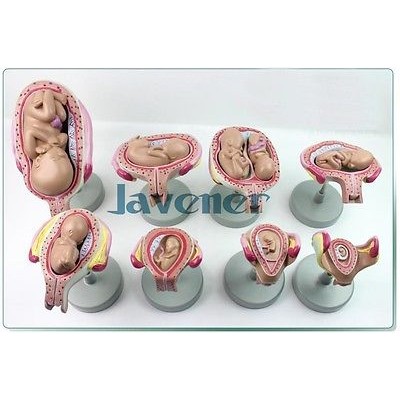 Jual Embryonic Development Medical Model Embryogenesis Process Model ...