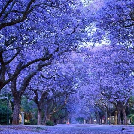 Jual Benih / Seeds Blue Jacaranda Pretty Tree Pohon Biru - Ungu ...