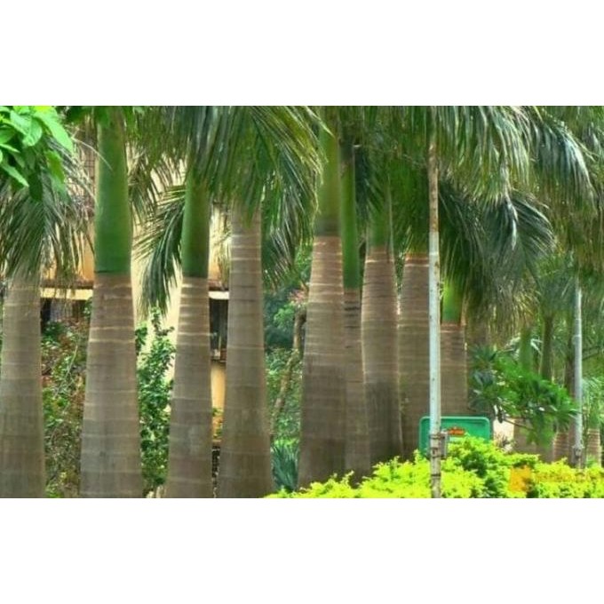 Jual Palem Raja (Jual Tanaman Pelindung Tebing & Hias) | Shopee Indonesia