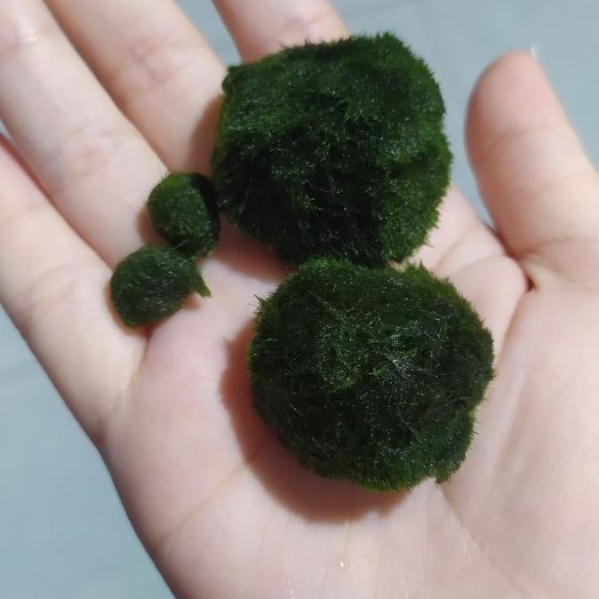 Jual Marimo Moss Ball 1Cm Dan 3Cm | Shopee Indonesia