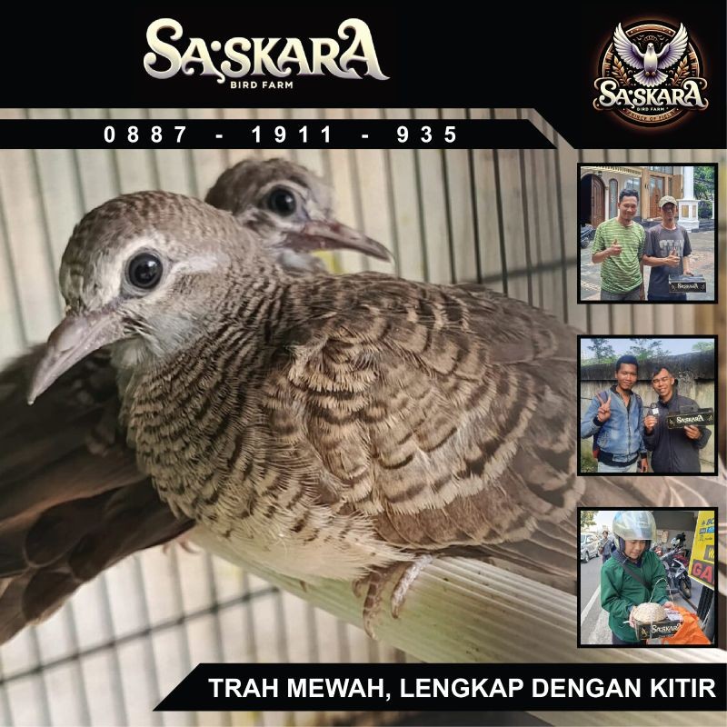 Ular ignalar bilan klitoris va jinsiy olatni teshadilar