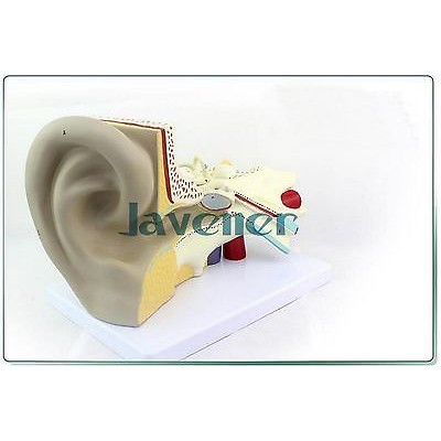 Jual Magnify Human Anatomical Ear Anatomy Medical Model Auditory System ...