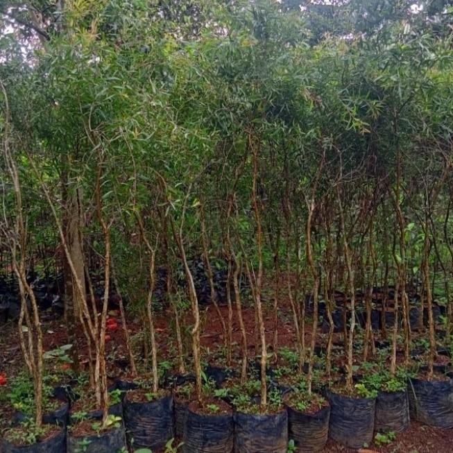 Jual pohon minyak kayu putih tinggi 1.5 meter - 2 meter | Shopee Indonesia