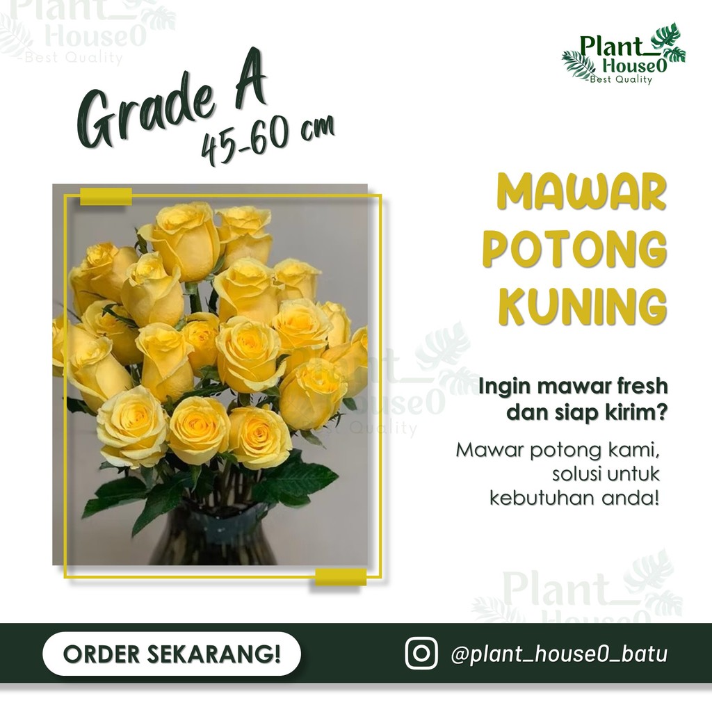 Jual Mawar Potong Kuning Grade A (Per 1 Ikat isi 25 tangkai ) 45-60 cm ...