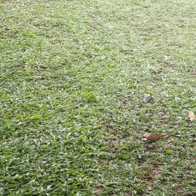 Jual Rumput gajah mini pack besar COD | Shopee Indonesia
