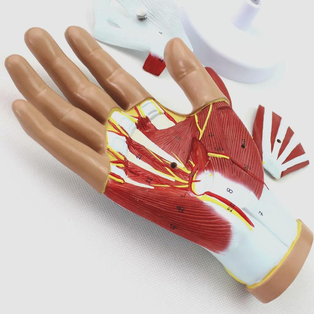 Jual Life Size Human 4 Parts Hand Anatomy Model Medical School PVC ...