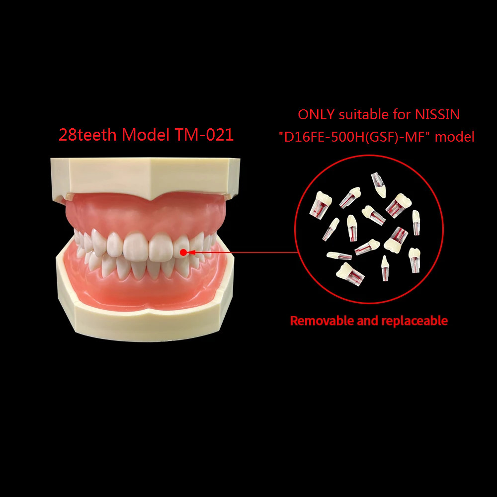 Jual Al Mubarokk 28pcs/set Endodontic Teeth Model Dental Practice ...