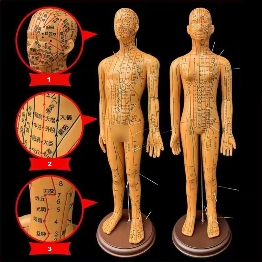 Jual Al Mubarokk 52Cm Human Body Acupuncture Model Female/Male ...