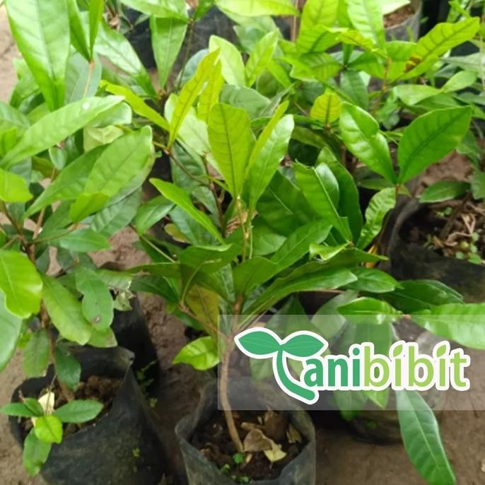 Jual Terlaris Bibit Pohon Buah Magic Fruit - Tanaman Miracle Fruit ...