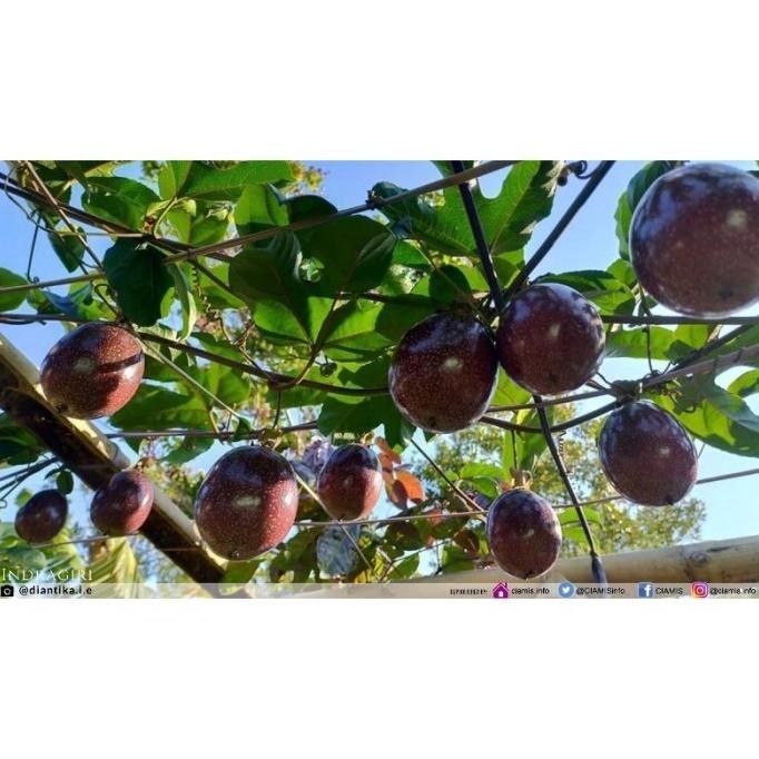 Jual Bibit Tanaman Buah Markisa Madu Manis Super BBBB FFFF | Shopee ...