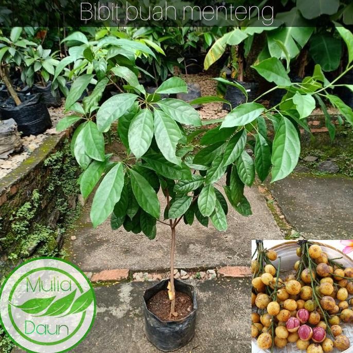 Jual Buah Rambai Terlengkap & Harga Terbaru Juli 2026 | Shopee Indonesia