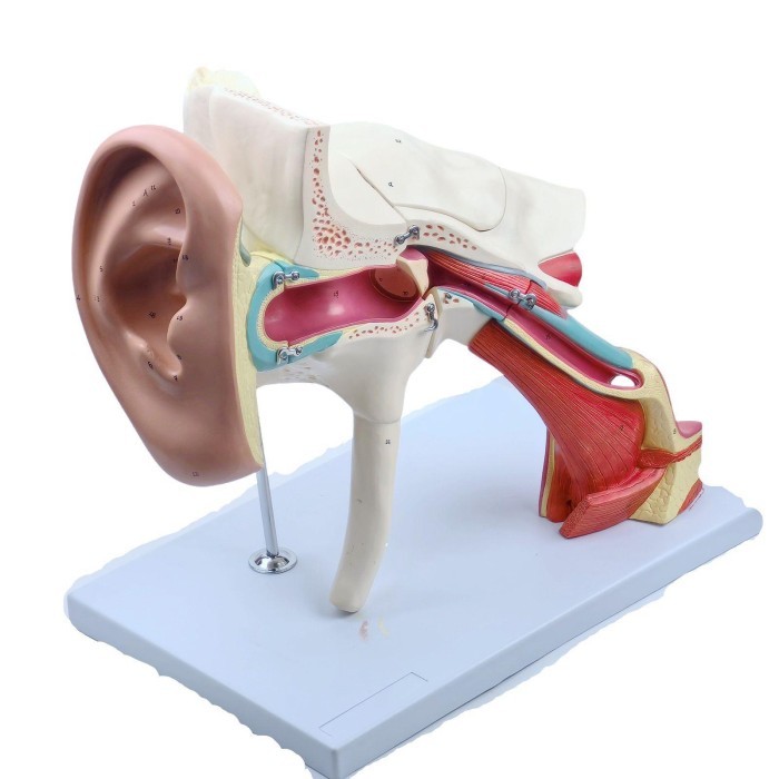 Jual MAGNIFY HUMAN ANATOMICAL THE STRUCTURE OF THE EAR ANATOMY MEDICAL ...