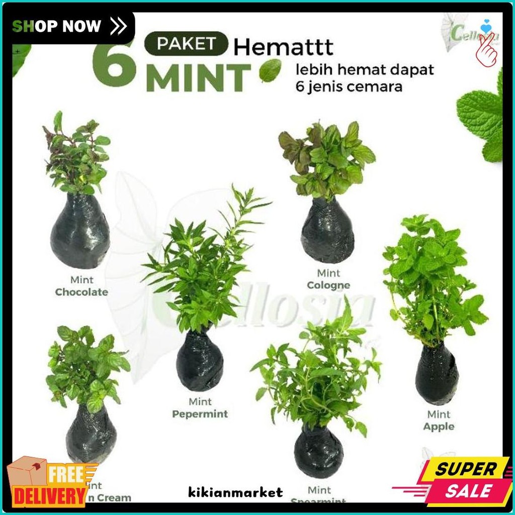 Jual Paket Hemat 6 Jenis Tanaman Daun Mint Flash Sale! Diskon Hingga 70 ...