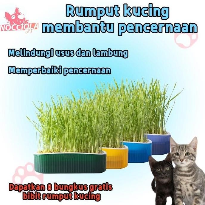 Jual Terlaris Kit Penanaman Benih Rumput Kucing Rumput Gandum Kualitas ...