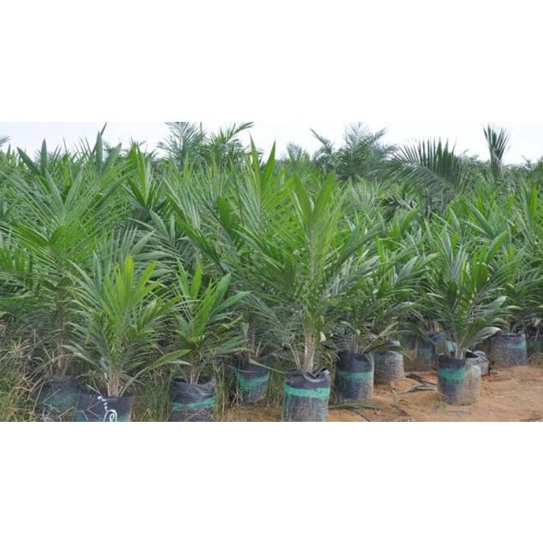 Jual bibit unggul kelapa sawit jenis dura | Shopee Indonesia