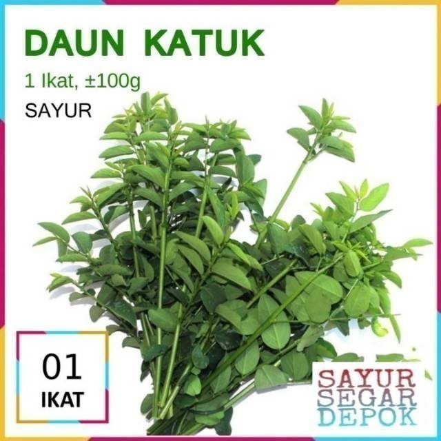 Jual Daun Katuk Terlengkap & Harga Terbaru Juli 2026 | Shopee Indonesia