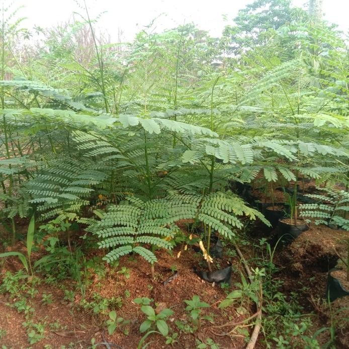 Jual tanaman solobium 50cm pakis brazil schizolobium parahyba pohon ...