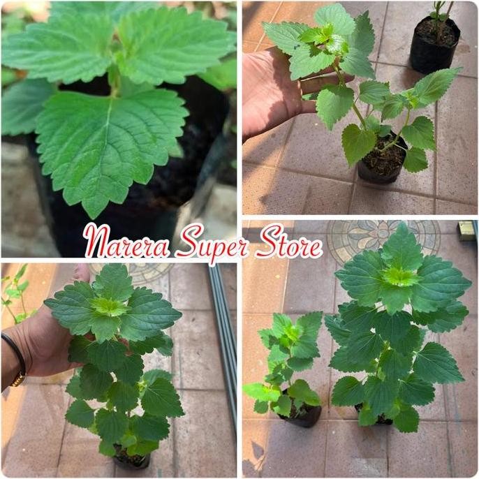 Jual POHON MATCHO DAUN MAT CHO MACO MACAU OBAT SUCI DEWA TOLAK BALA ...