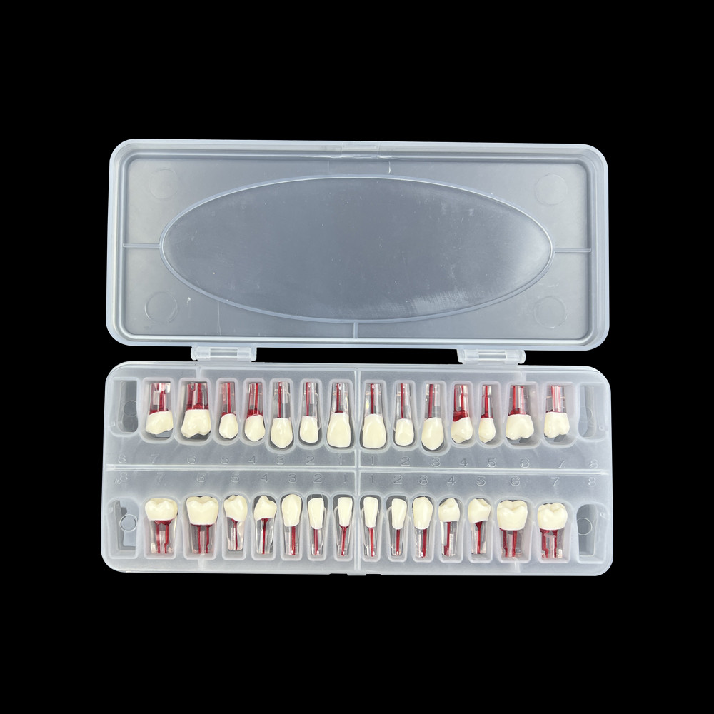 Jual Al Mubarokk 28pcs/set Endodontic Teeth Model Dental Practice ...