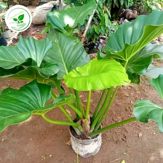 Jual tanaman hias philo marble besar 60-70cm | Shopee Indonesia