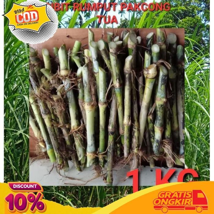 Jual TERBAIK BIBIT RUMPUT PAKCHONG TUA 1 KG BIBIT PAKCONG MAJELA CITRA ...