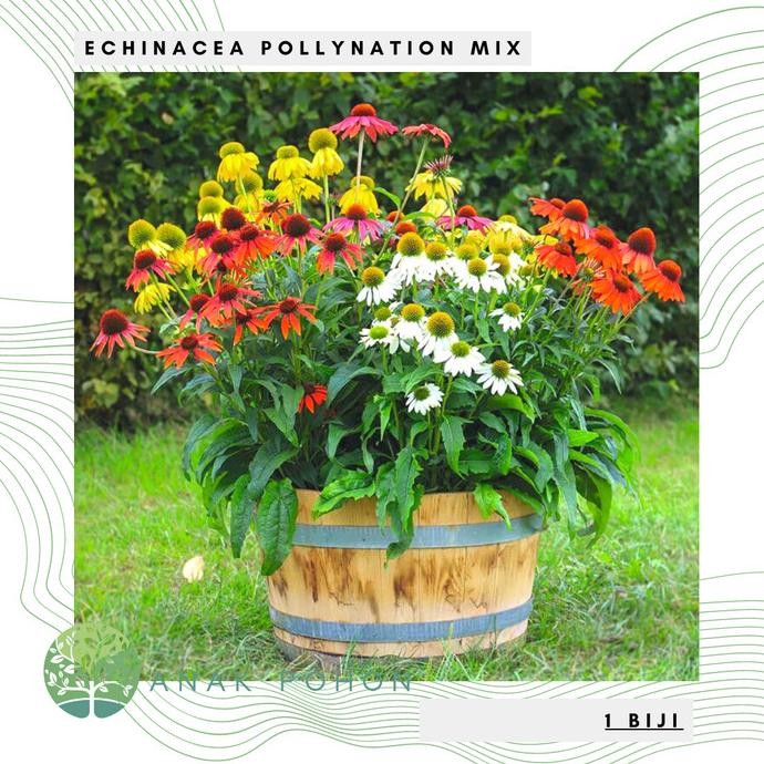 Jual Benih Bibit Biji - Bunga Echinacea Pollynation Mix Coneflower Herb ...