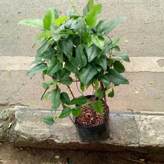Jual jual bibit tanaman cincau rambat(cyclea barbata) | Shopee Indonesia