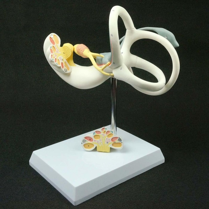 Jual MAGNIFY HUMAN ANATOMICAL LABYRINTH OF THE INNER EAR ANATOMY ...