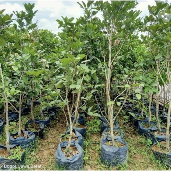 Jual bibit pohon rambutan rapiah 1meter UNGGULAN | Shopee Indonesia