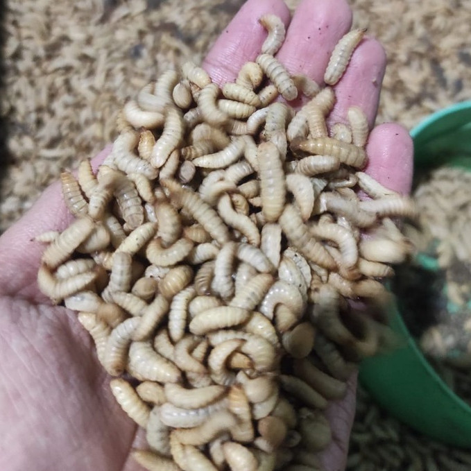 Jual Maggot Magot BSF Hidup Fresh 100 gr Umpan Pancing, Pakan Ikan ...