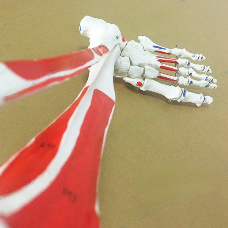 Jual Al Mubarokk 1:1 Life-sized Marked Human Anatomy Leg Toe Bones ...