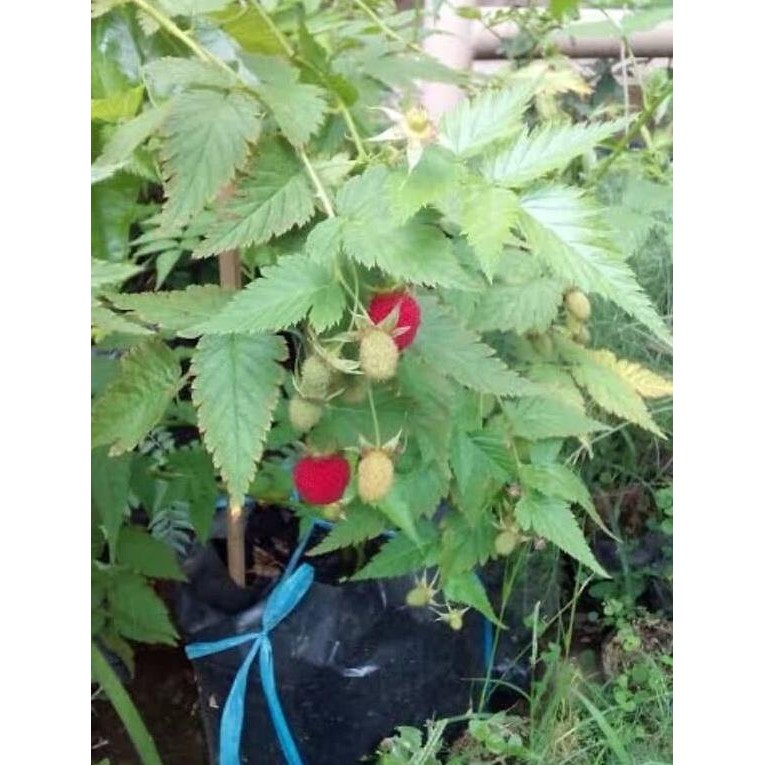 Jual PREMIUM tanaman buah raspberry siap berbuah | Shopee Indonesia