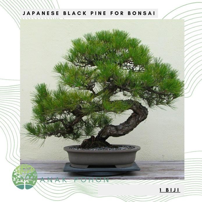Jual Benih Bibit Biji - Japanese Black Pine / Pinus Hitam Jepang (Pinus ...