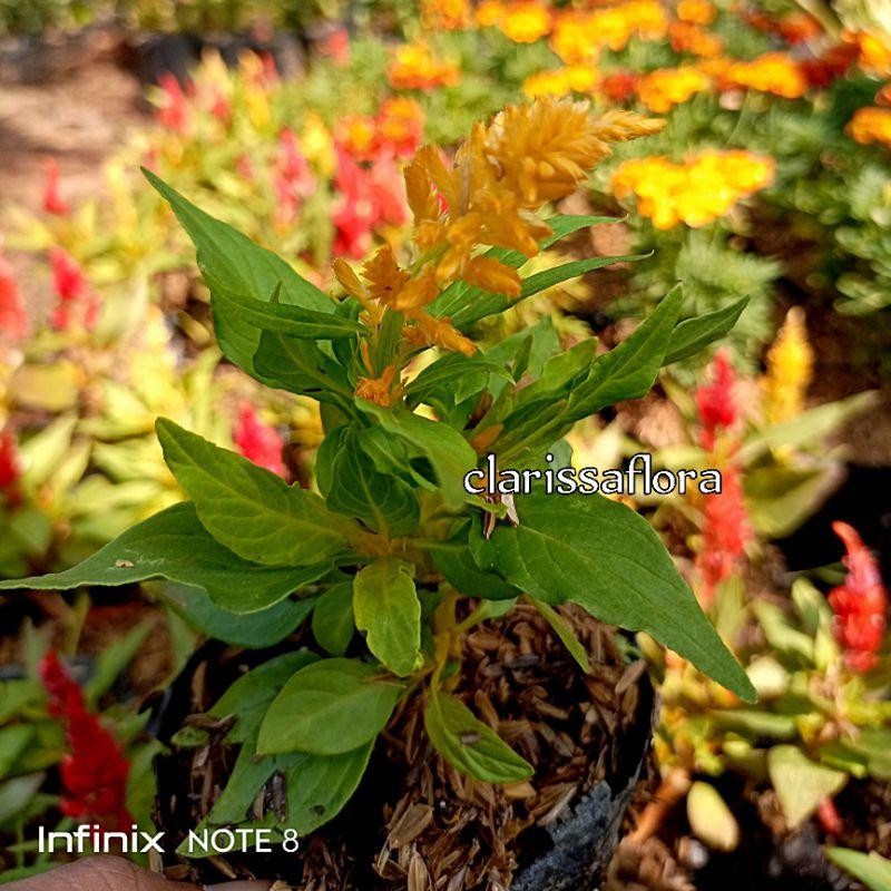 Jual Tanaman Hias Boroco Kuning | Shopee Indonesia