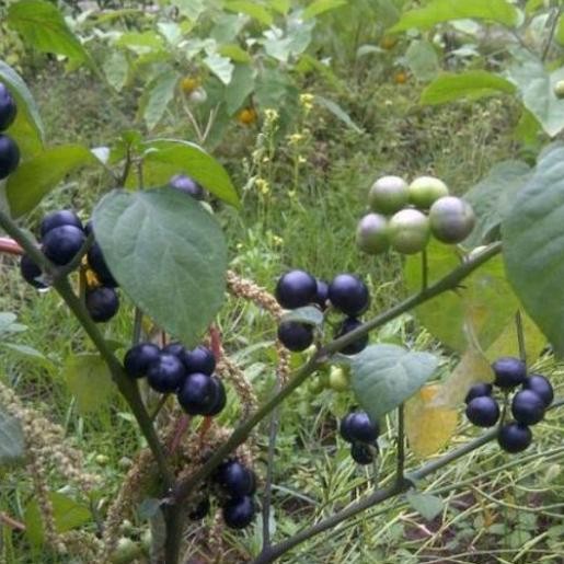Jual Pohon Leunca/Ranti-Bibit Tanaman Leunca/Buah Ranti 1 PREMIUM FRESS ...