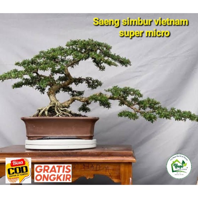 Jual Saeng simbur vietnam super micro bahan bonsai simbur mikro vetnam ...