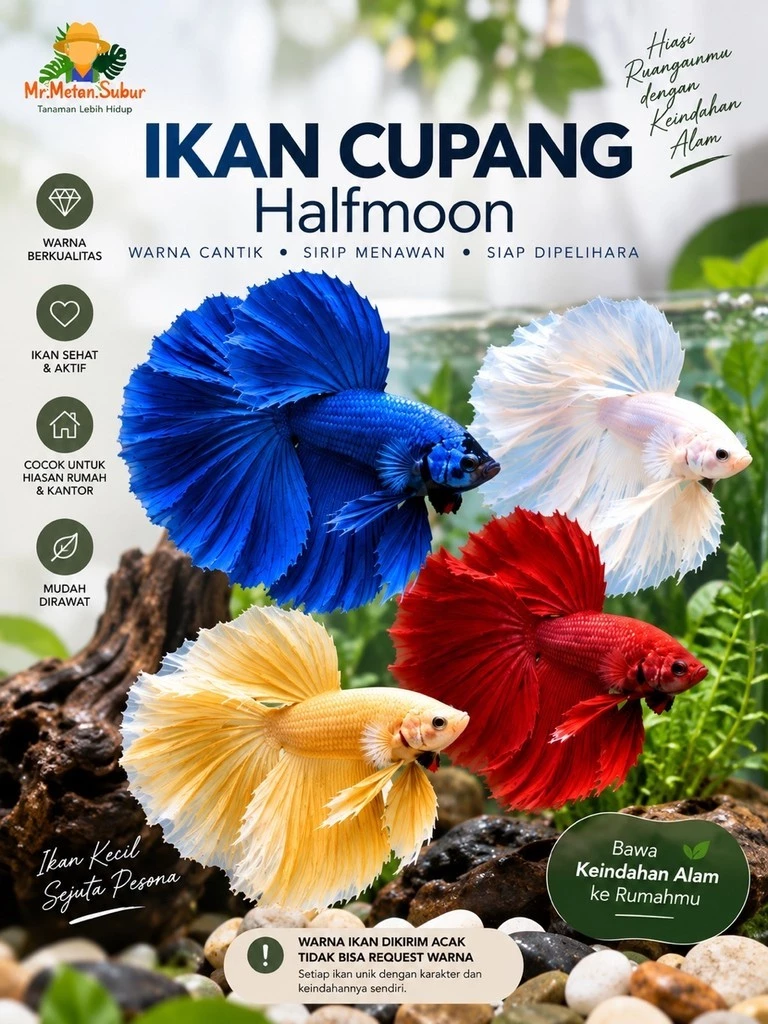 Peternak Grosir Jual Ikan Cupang Murah Surabaya