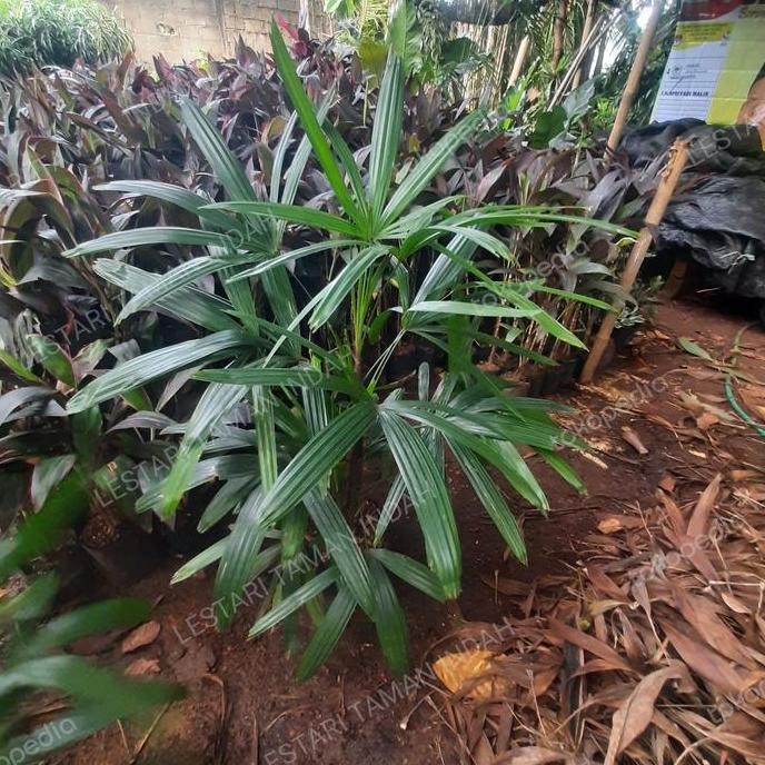 Jual Promo tanaman hias palem waregu 1 meter pohon palm regu tinggi 1 ...