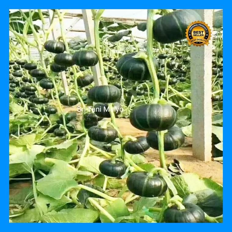 Jual [Cod] - 2 Biji - Benih Labu Jepang Kabocha Hijau Known Yous Seeds ...