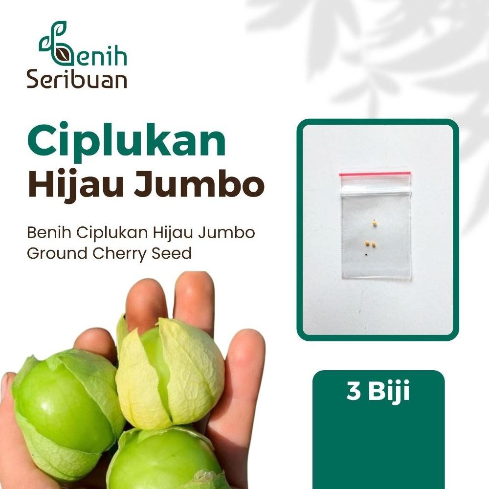 Jual 3 Benih Bibit Ciplukan Benih Buah Ciplukan Jumbo Morel Berry Hijau ...