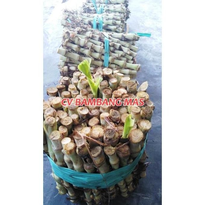 Jual Benih Tanaman Bibit Rumput Odot Kemasan 10kg Rumput pakan sapi ...