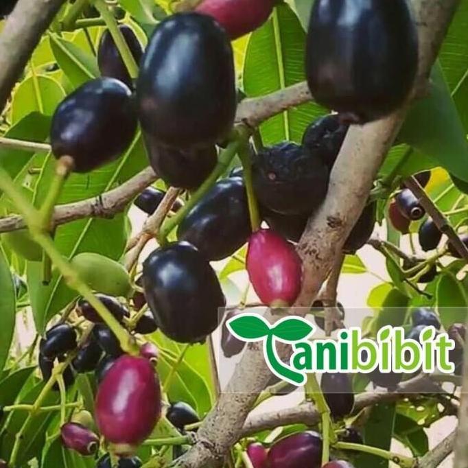 Jual siap berbuah Bibit Pohon Jamblang Hitam - Buah Duwet Juwet Java ...